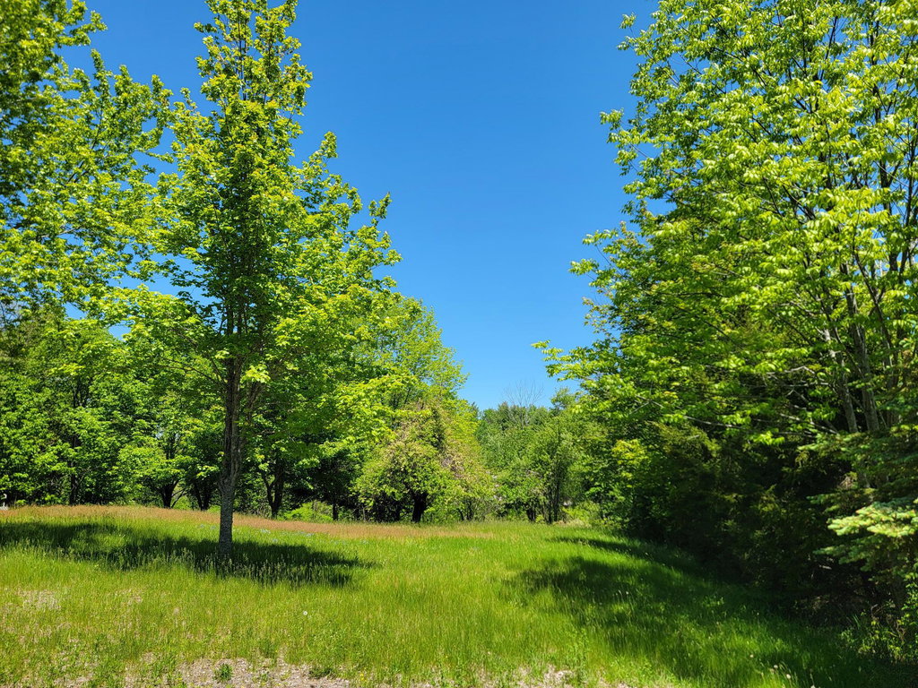 Mature trees