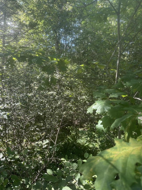 Lot 5 W Side Unionville Road Steuben
