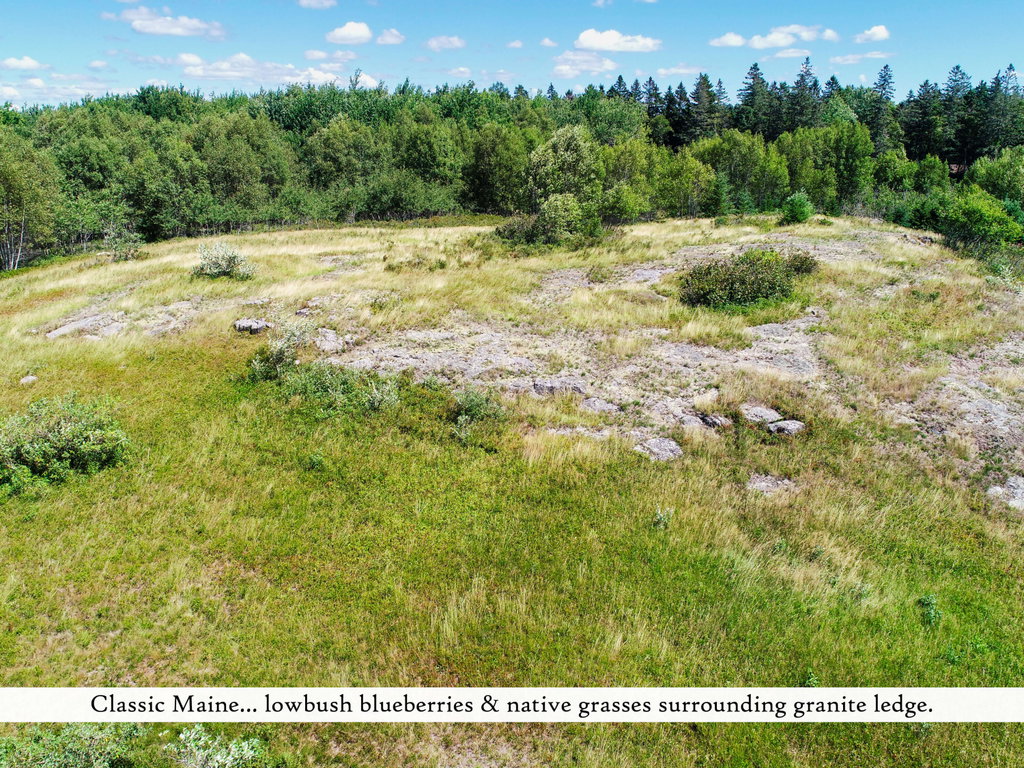 Grounds (17), label