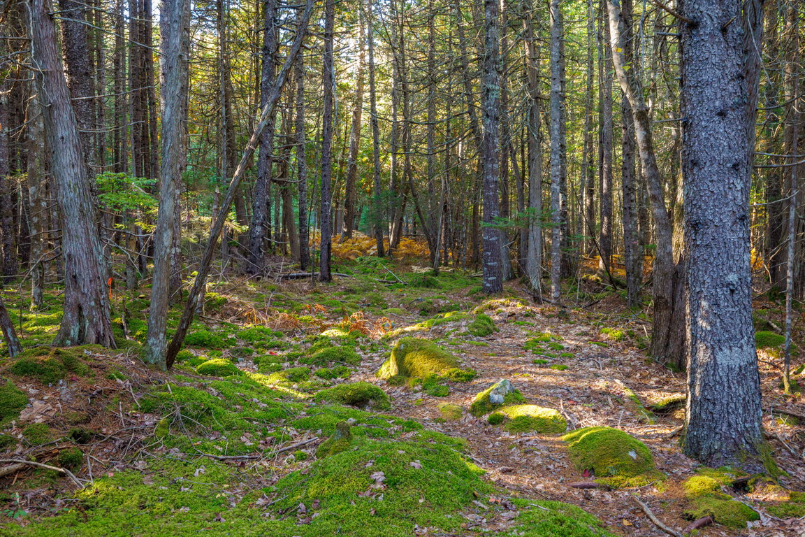 04-Bear Spring Lane Land-DTP