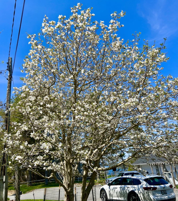 Blooming tree