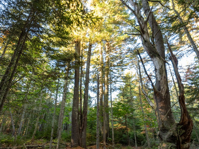 2+ acre wooded level lot with some stately large white pine.
