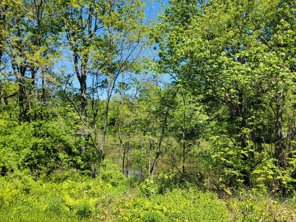 Mill Pond