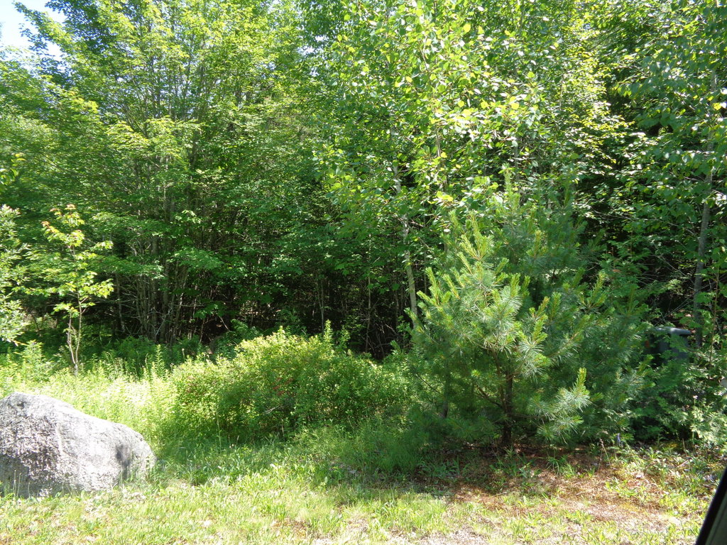 Wooded