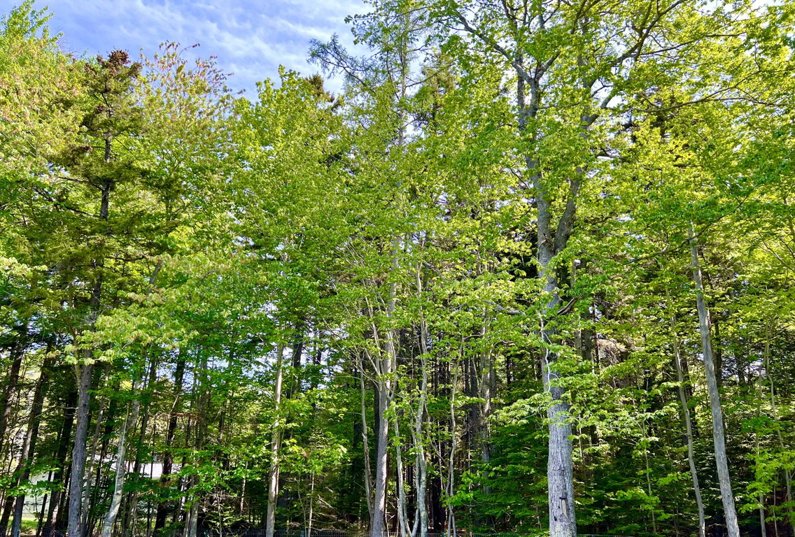 Woods