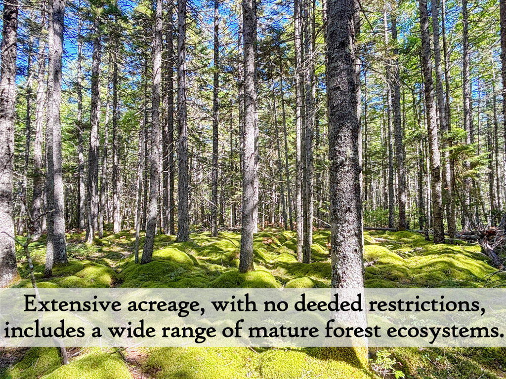 Forest - label