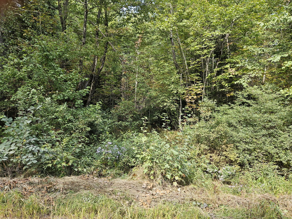 Lot 11.2 McCorrison Road Orneville Twp