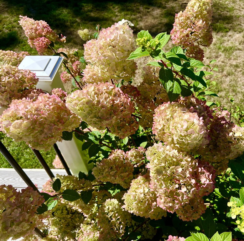 Gardens