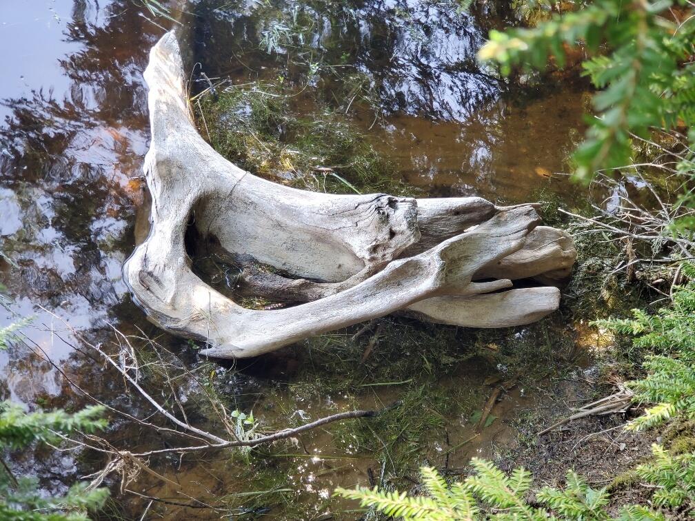 dinosaur bone or driftwood