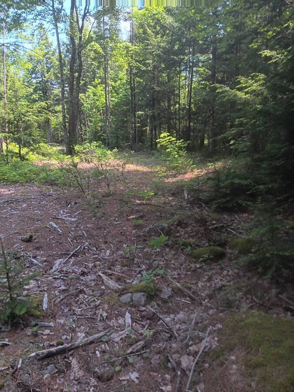 Lot 20 Sunset Shores clearing
