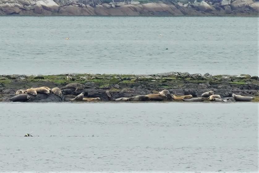 Seal Meeting in Progress