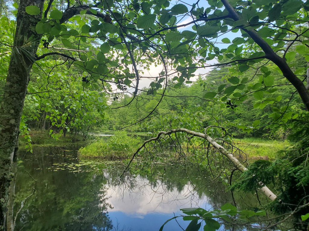 Lot #36 Beaver Brook Road Limerick