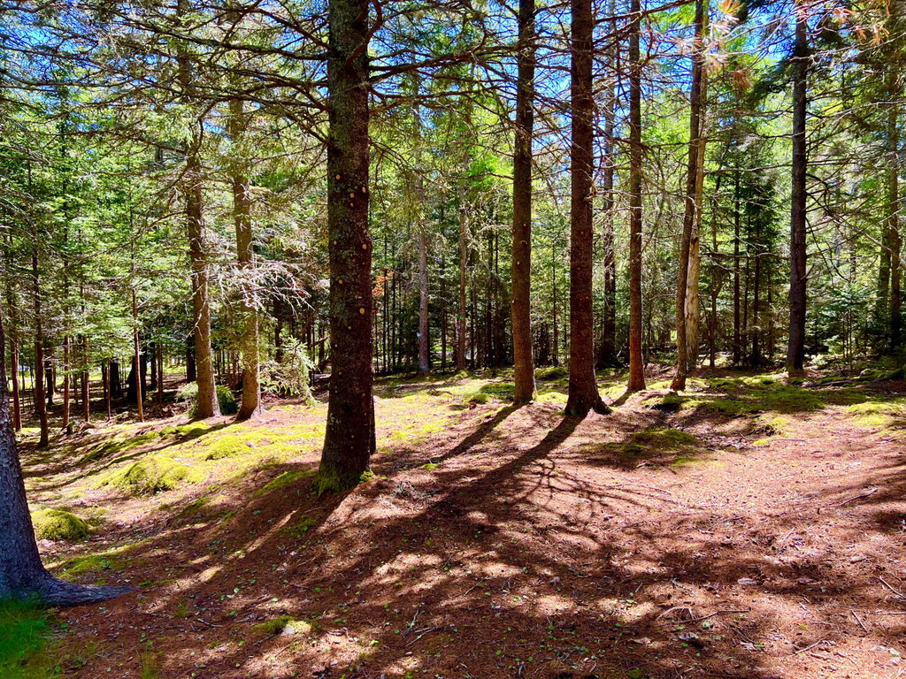 Woods