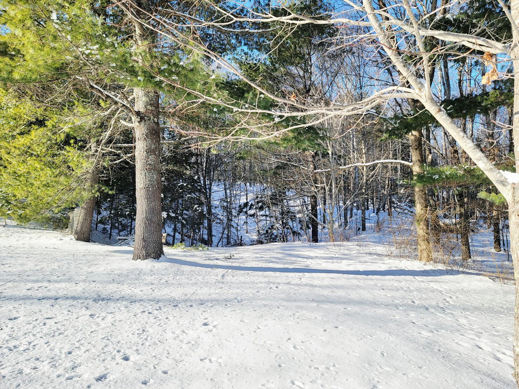 Mature Trees