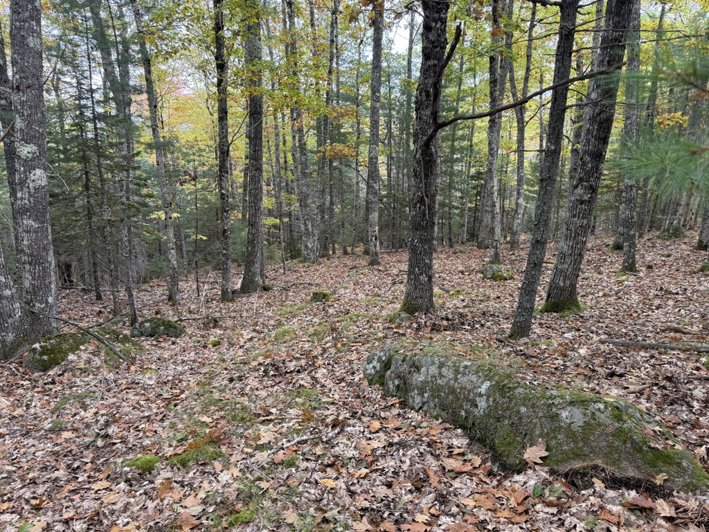 woods 2