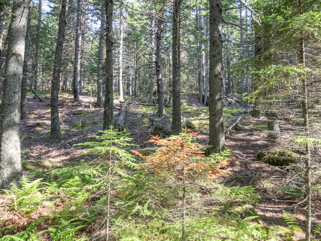 Wooded 3.2+/- Acre building lot in Island Retreat.