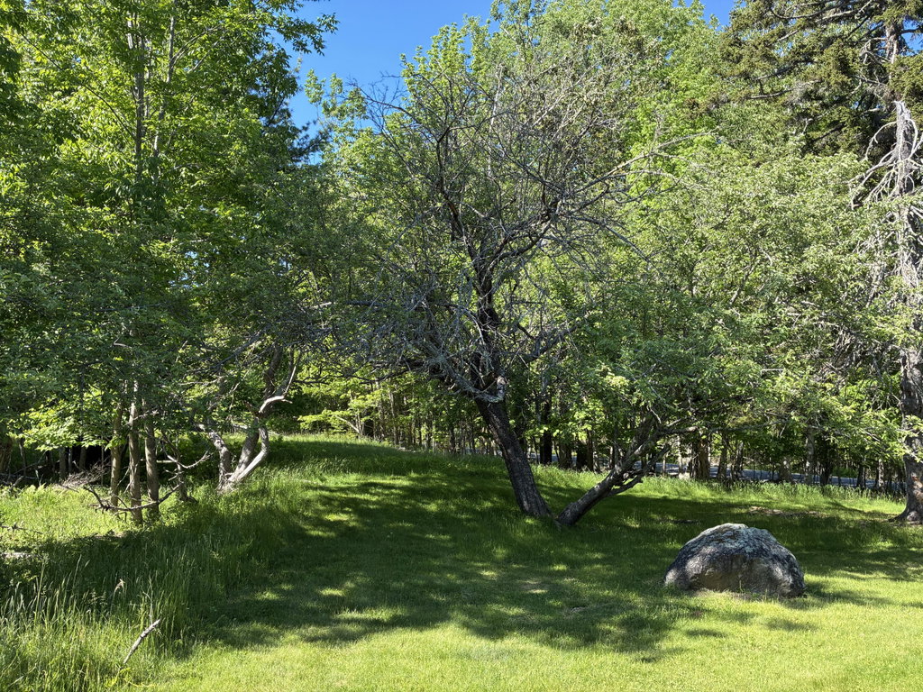Apple trees, north side.