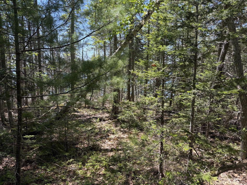 woods