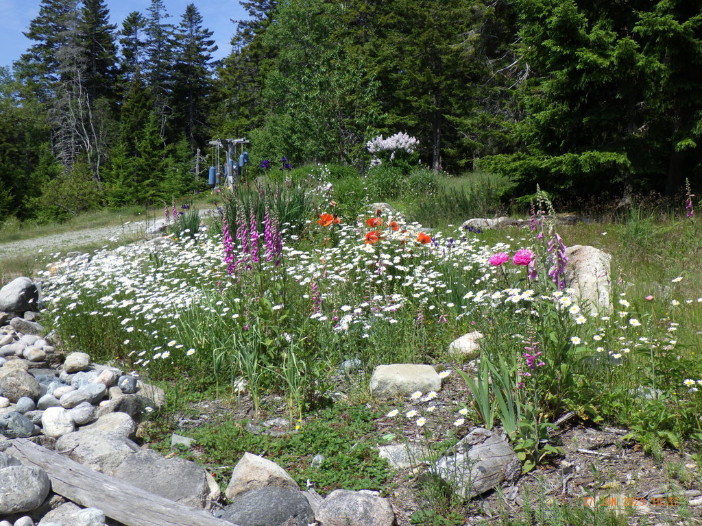 poppies past dalias coming, garlic upfro
