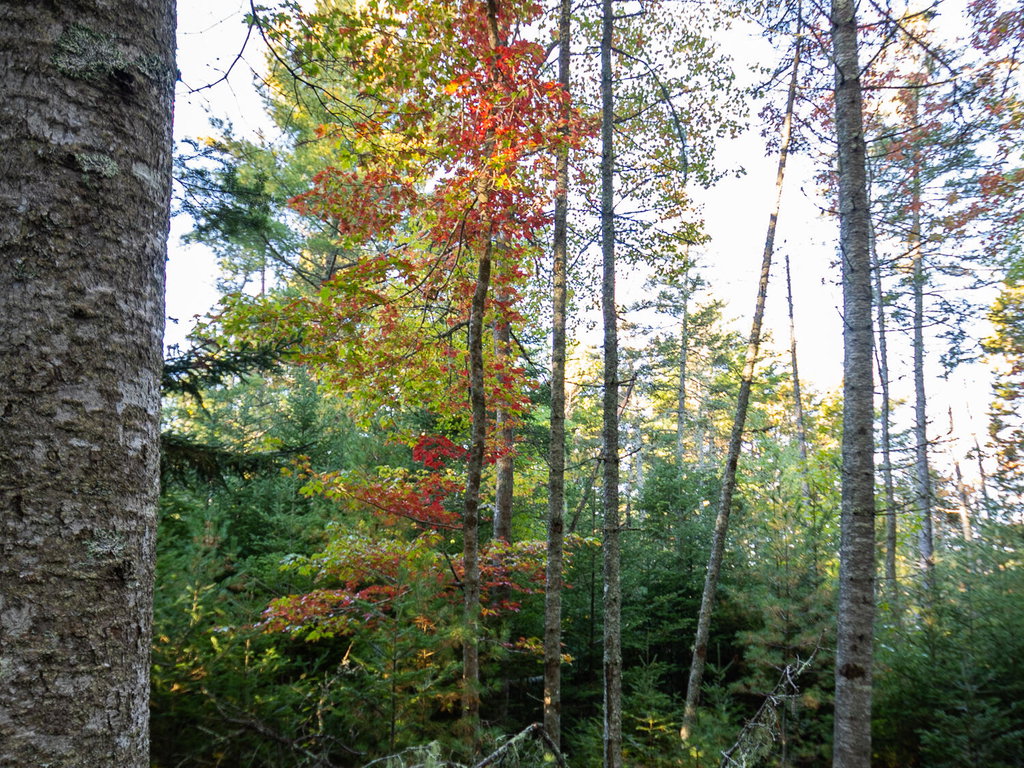 Knox Rd Land