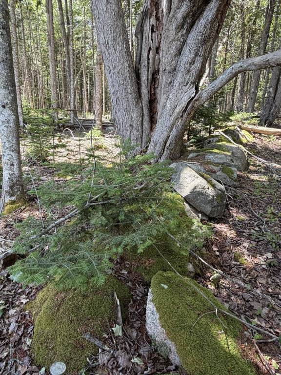Tree and Old stone wall