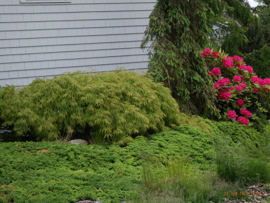 green queen and rhodo