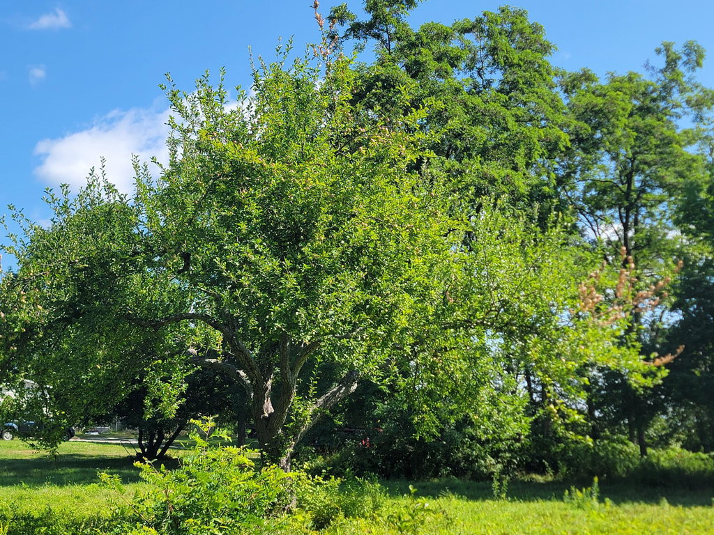 Mature Apple Trees