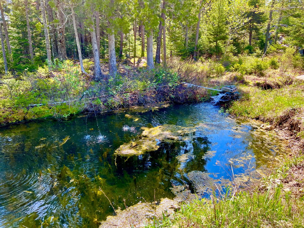 Pond