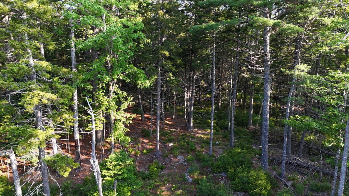 DJI_20250621070623_0042_D