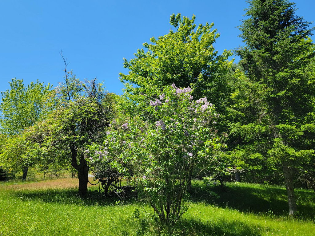 Apple, Grapes, & Lilacs