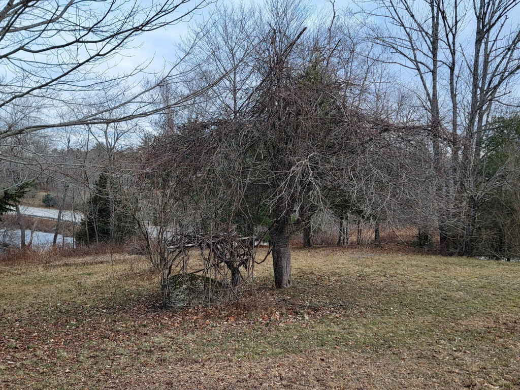 Grapes & Apple Tree