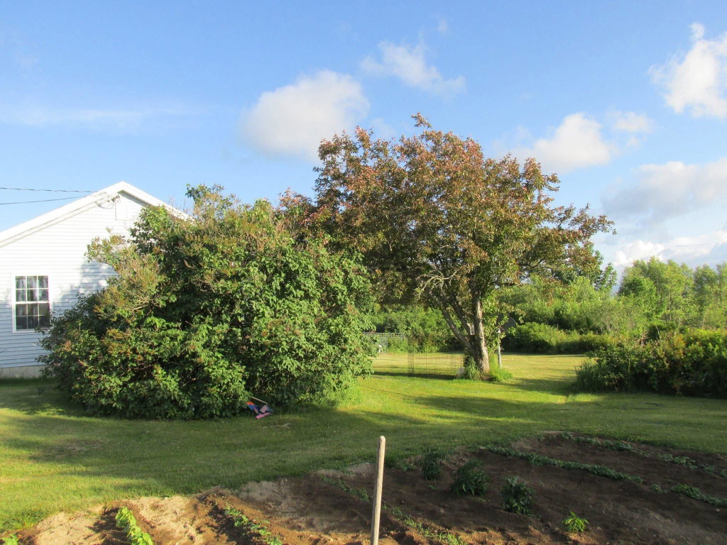 Side yard