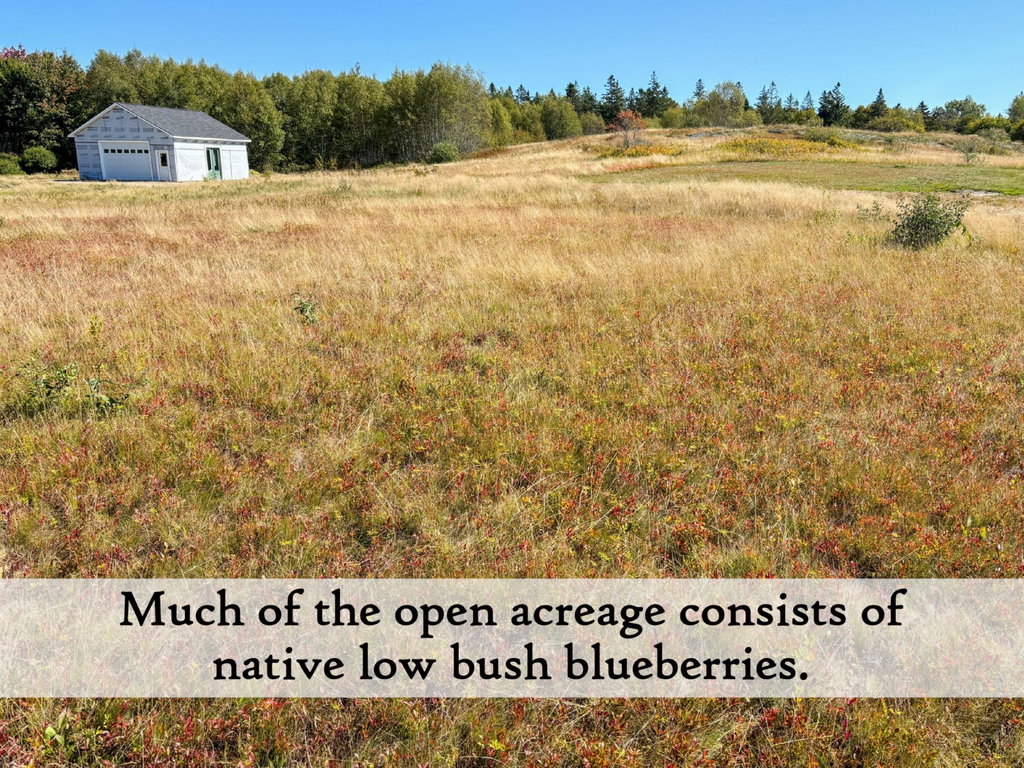 blueberries - label (Custom)