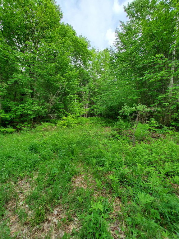Lot 50 (Map 14)  Andover