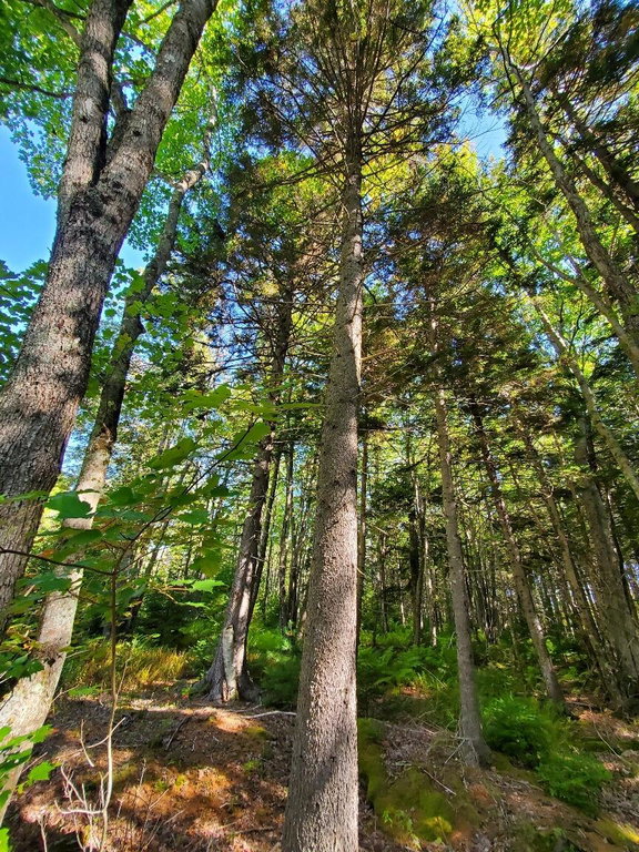 pretty tall conifers
