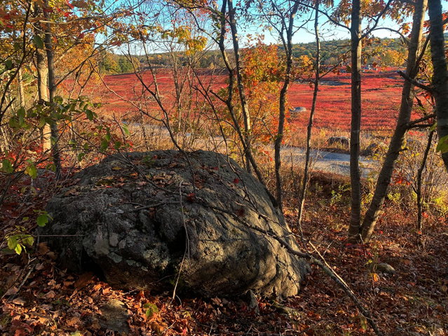 Views of blueberry barrens from the land