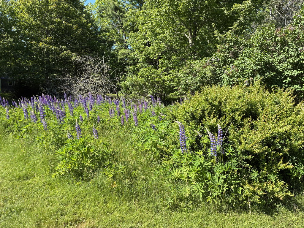 Lupine area.