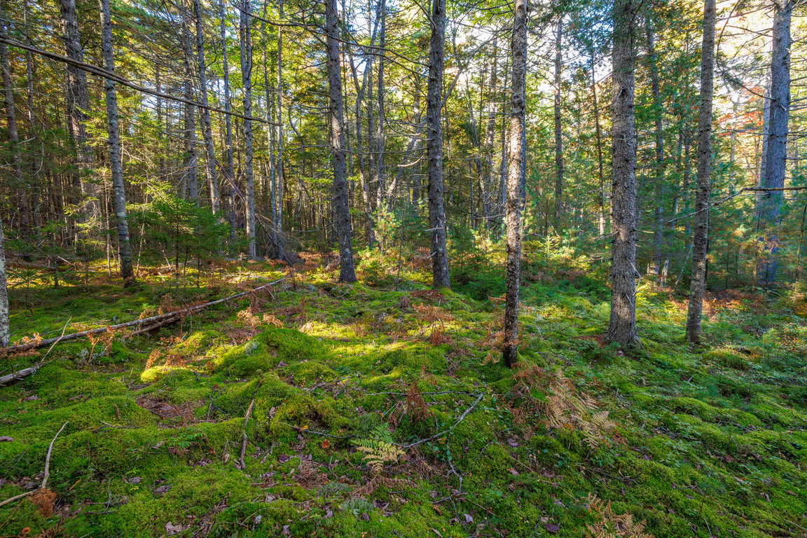06-Bear Spring Lane Land-DTP