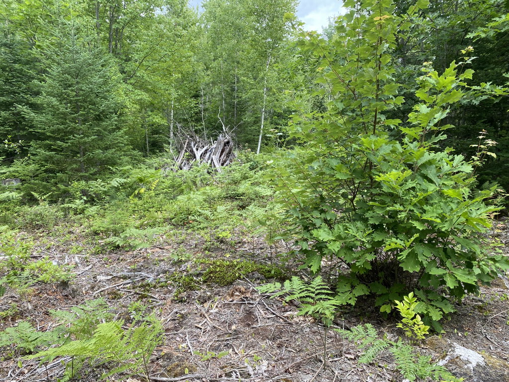 IMG_7706