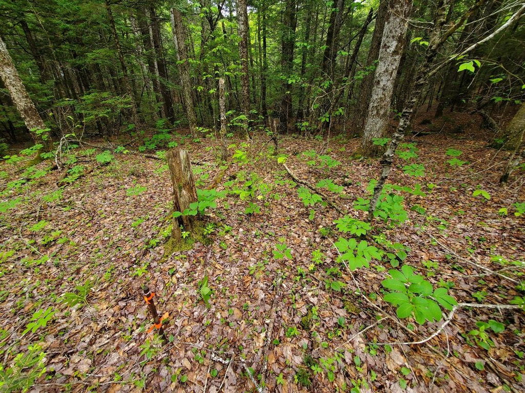 rerod NW corner 5' from road