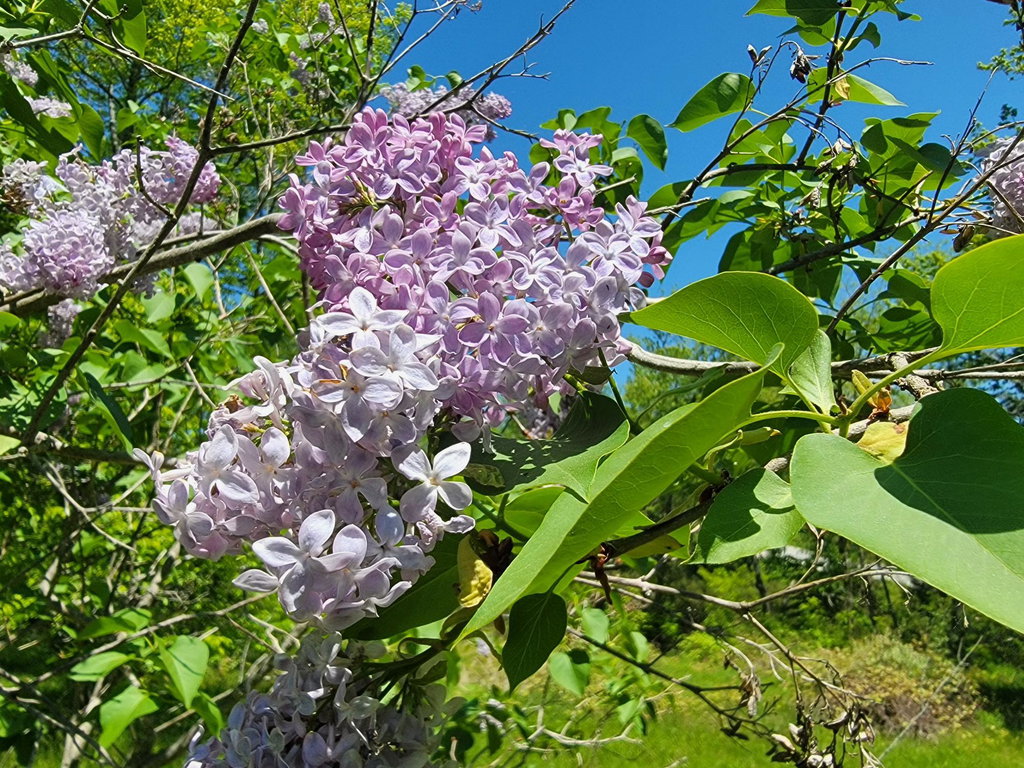 Lilacs
