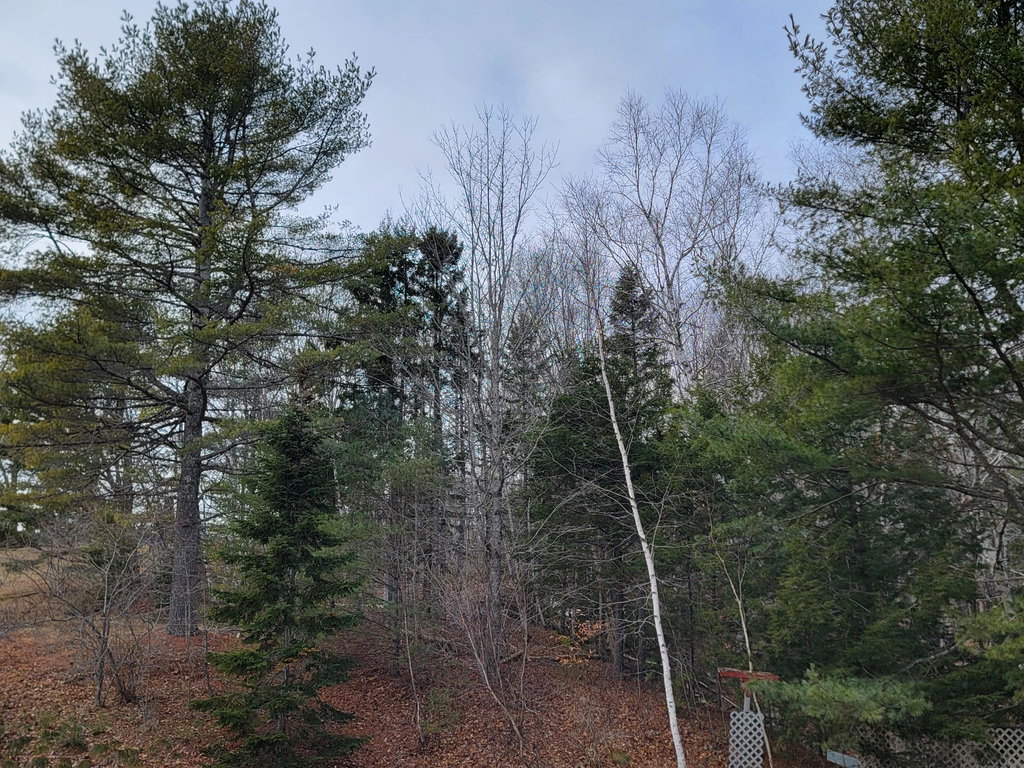 Mature Trees