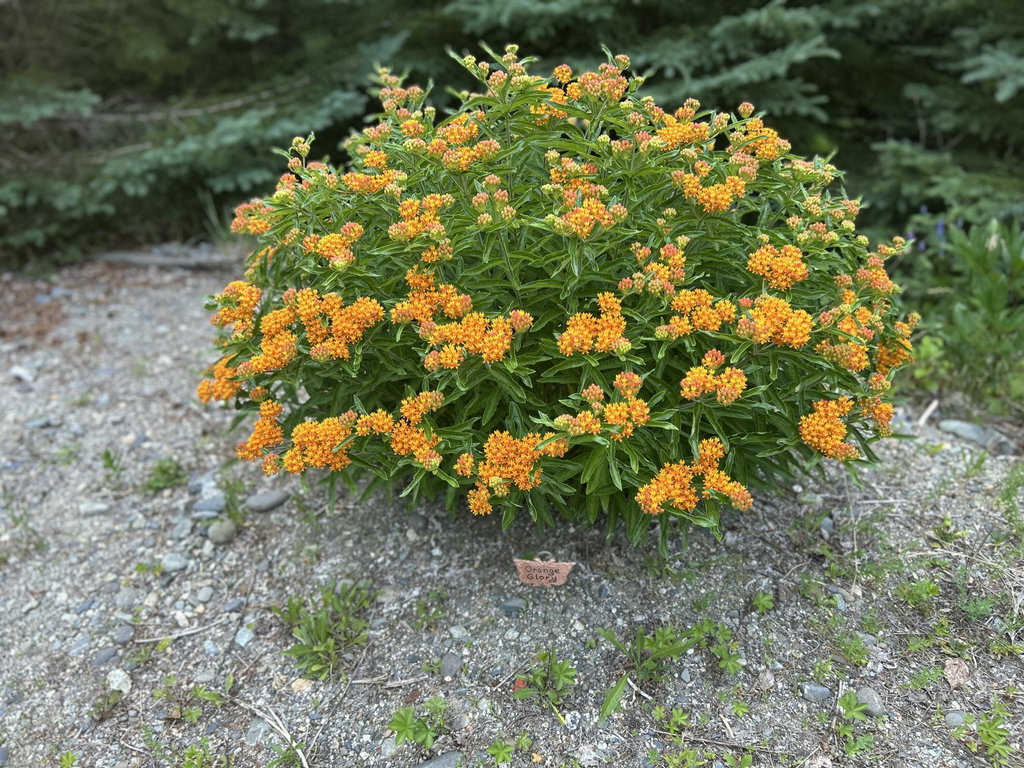 Lovely Perennials