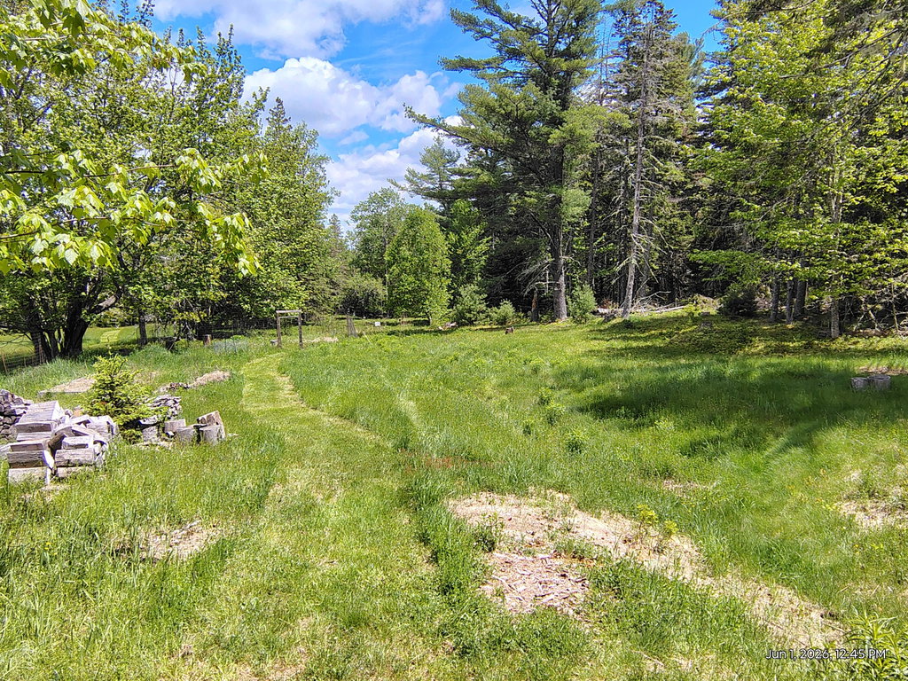 back yard