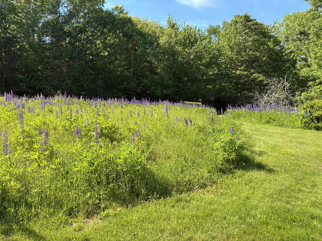 Back path through the lupine field.