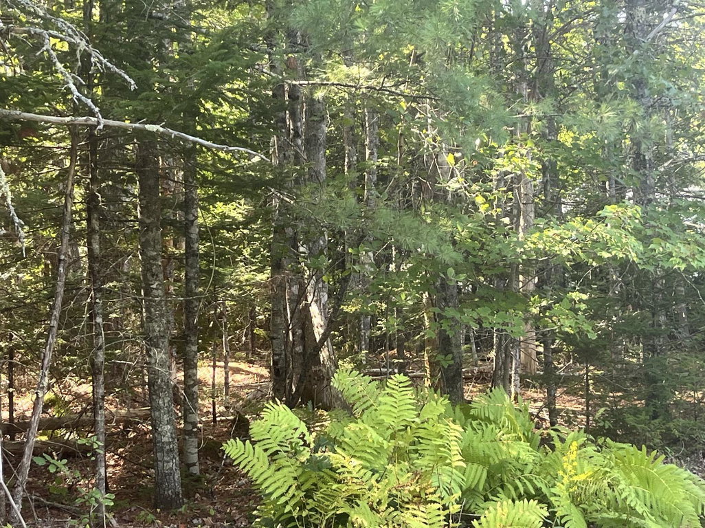 Selective cutting for a nice homesite