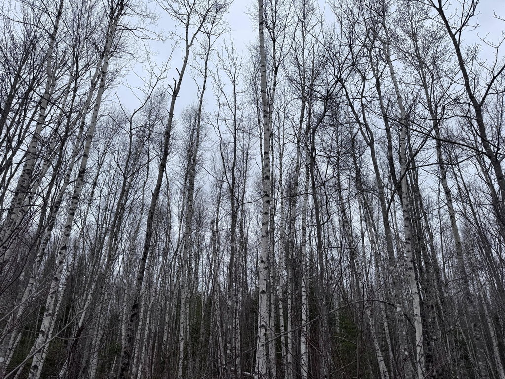 36 Otter Trail Greenbush