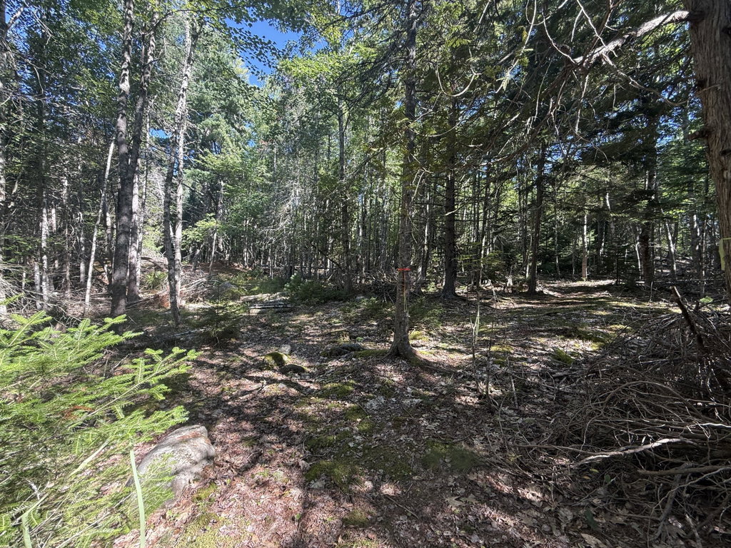 Pine Hill Lane 06