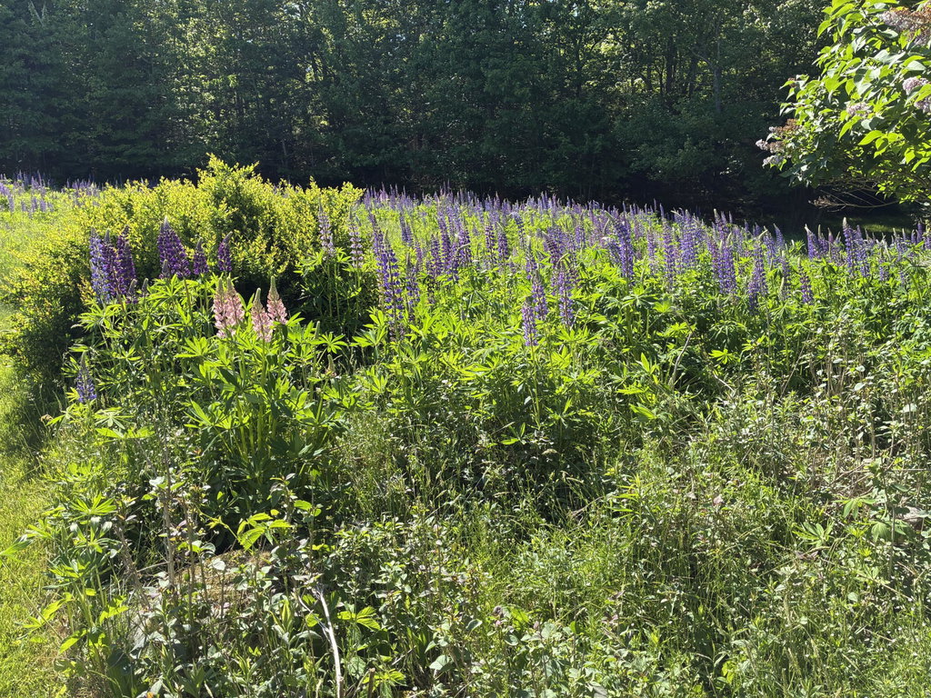 Back yard.